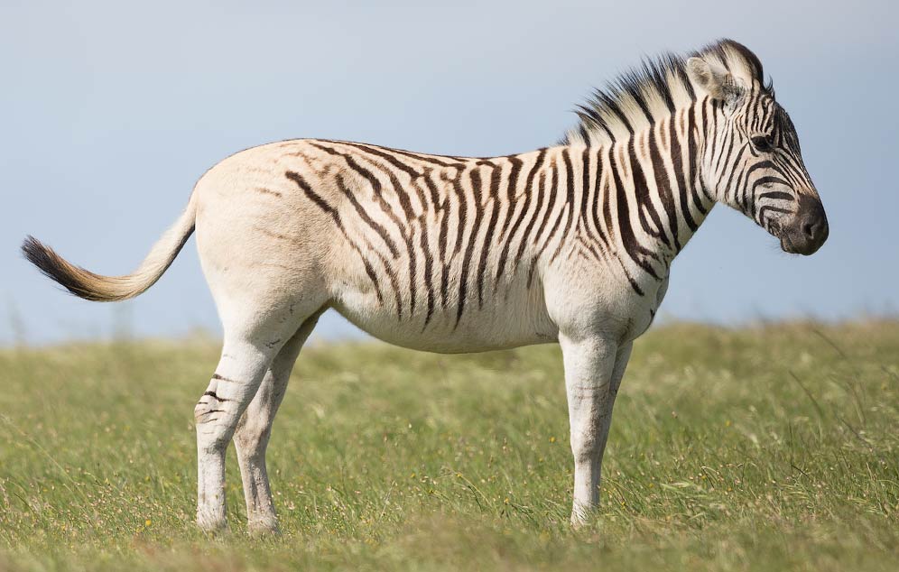 Rau quagga